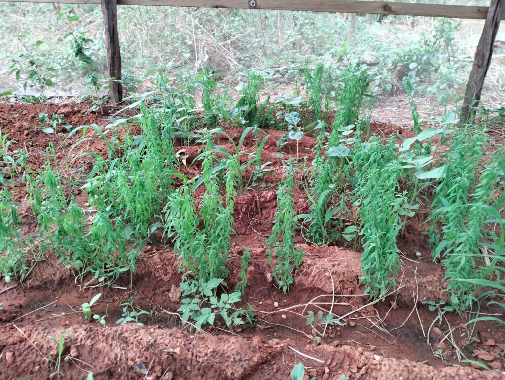 WhatsApp Image 2023-09-15 at 07.45.05